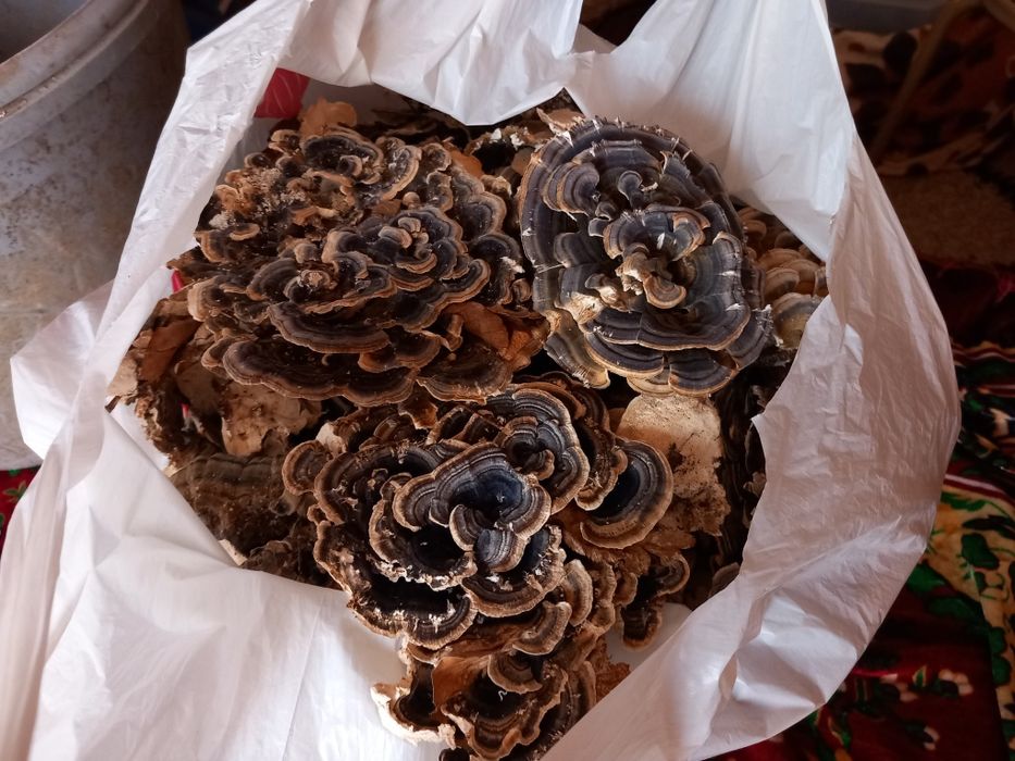 Ciuperci uscate medicinale coada curcanului