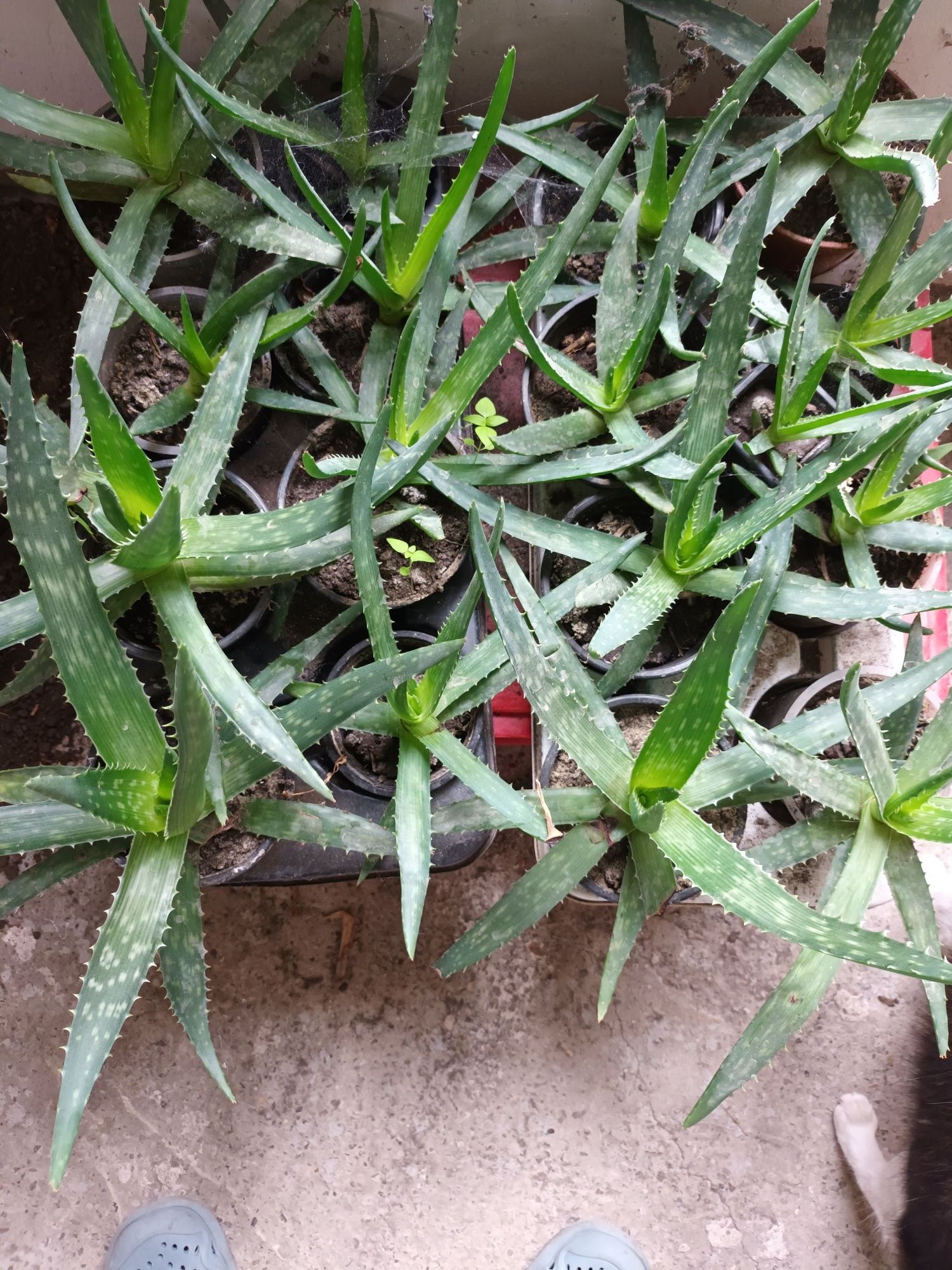 Aloe vera la ghiveci