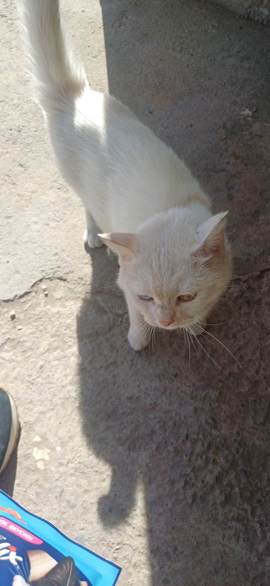 Turkiy Angora mushuklari oq rangli, ipaksimon yungli