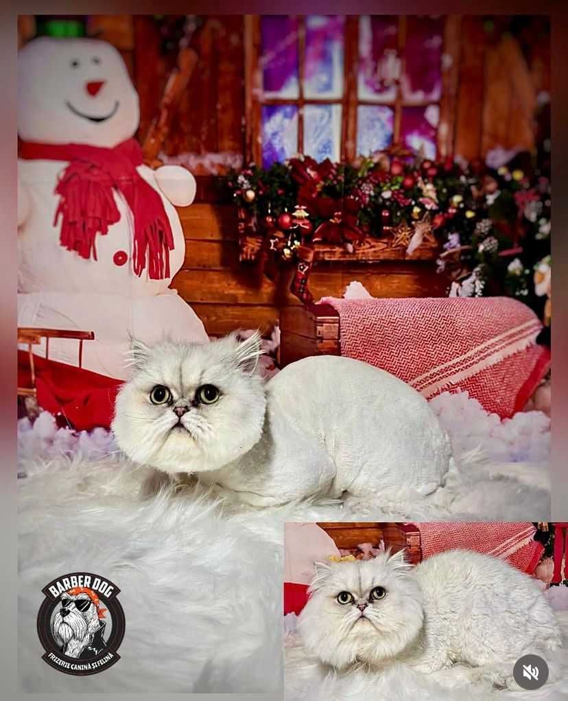 Frizerie canina la domiciliu in fata casei/bloc Bucuresti/Ilfov