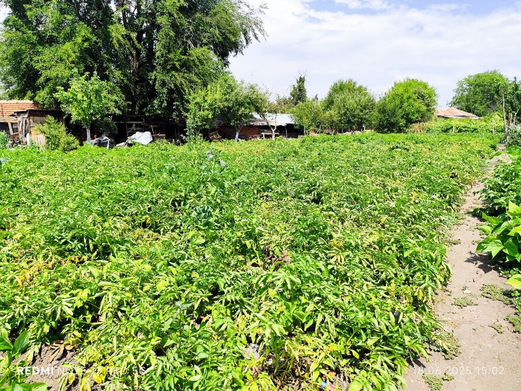 Продавам  картофи сорт Агата