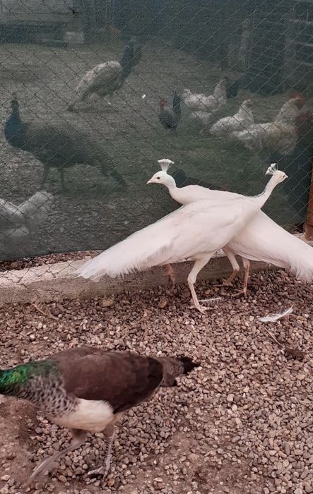 Femelă matură de paun Alb