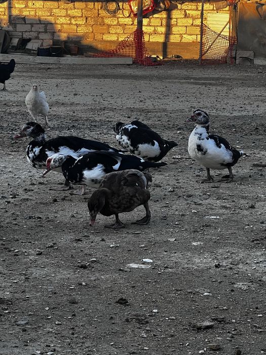 Тауык,Уйрек,Атеш,Балапандан бар