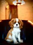 Catel Cavalier King Charles Spaniel