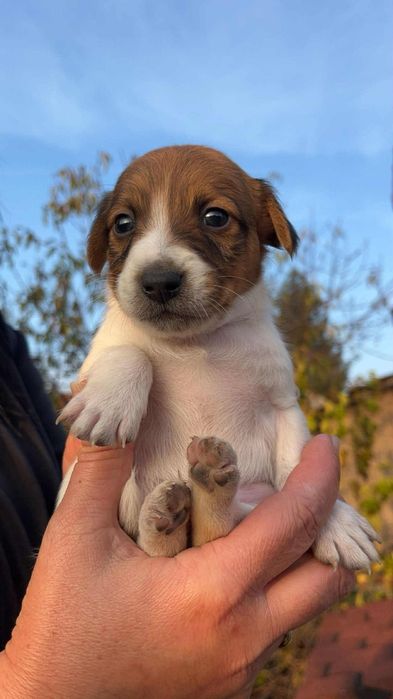 Джакчета момчета и момичета!