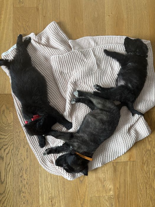 Cateluse spre adoptie