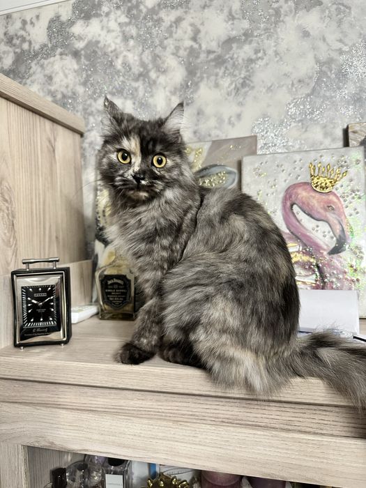 Кошечка ищет дом