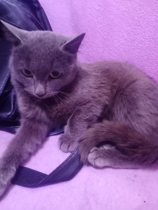Кошечка ищет дом