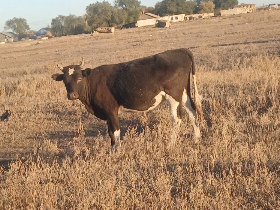 Кашар сатылады жаксы