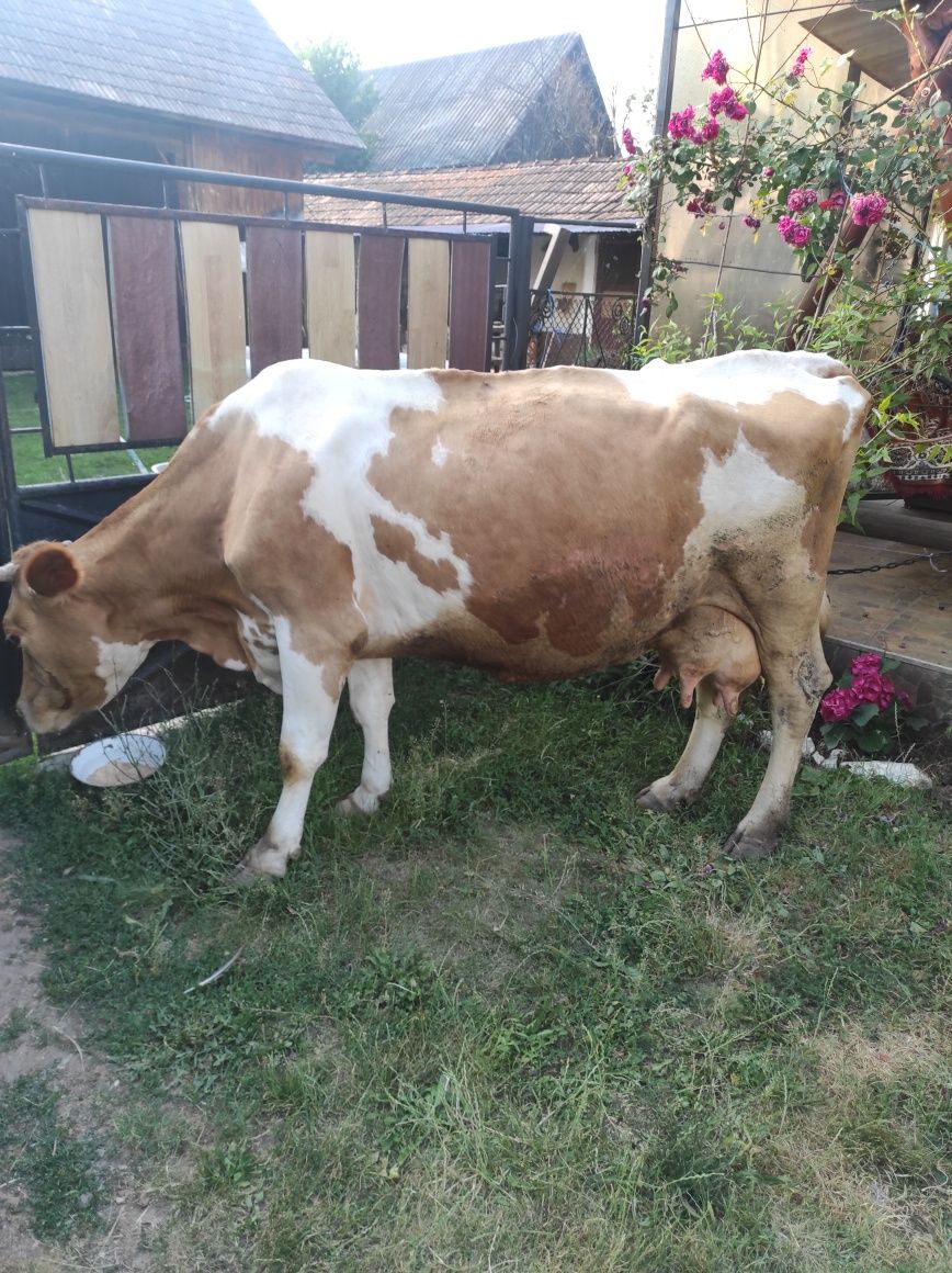 Vând vaca Bălțata Romaneasca