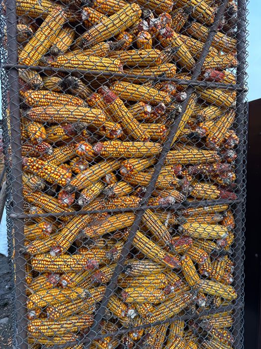 Vând porumb , boabe și stiulete