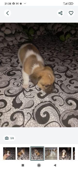 Donez. Pui de cîine