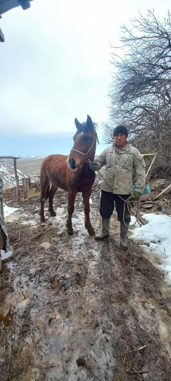 Лошади. Кунан, жылкы,