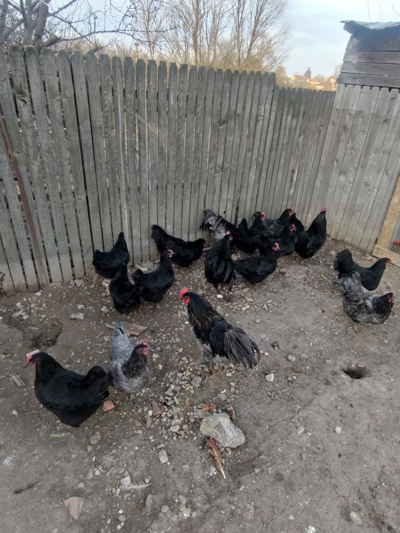 Ouă incubat Australorp