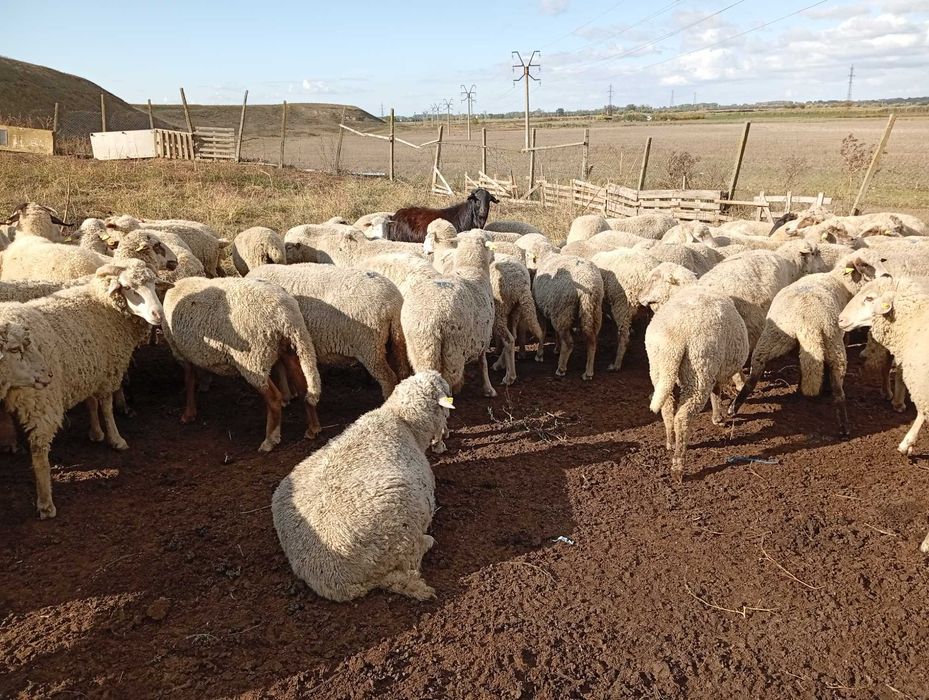 vînd 110 oi in Tulcea