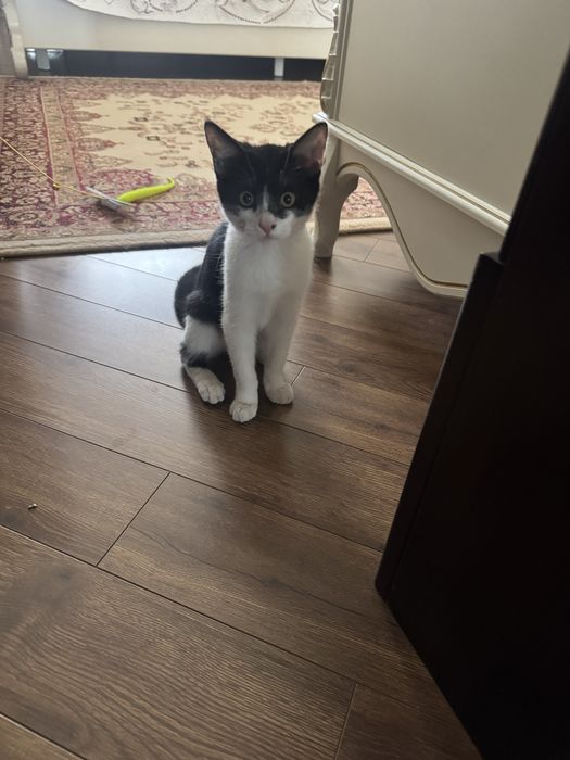 Котенок 4 месяца отдам в хорошие руки