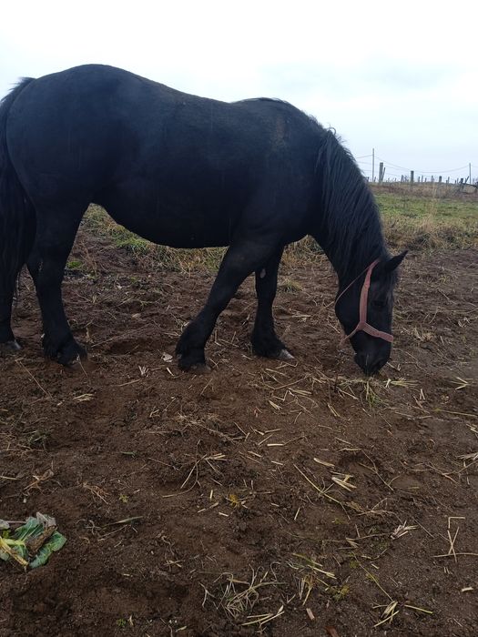 Iapă cu manz de vanzare