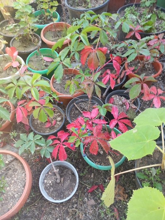 Vând paulonia la ghiveci și vita canadiana