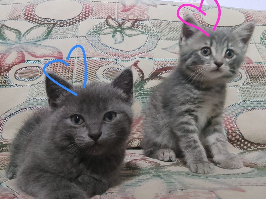 Котятам нужен дом