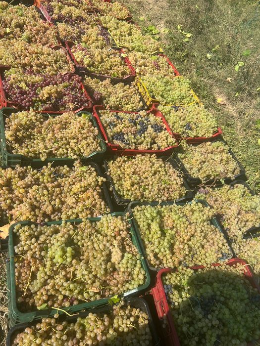 Vând struguri de vin