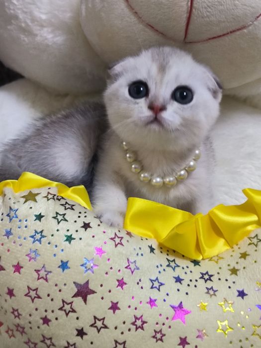 Котята от правильной вязки