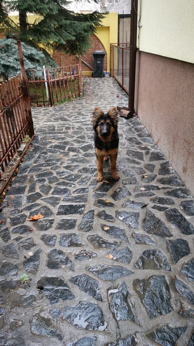 Instructor dersaj canin