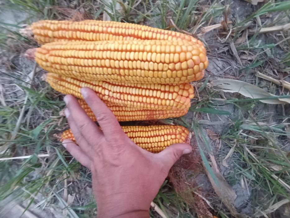 Сотилади Makkajoʻxori Маккажухори PL-700