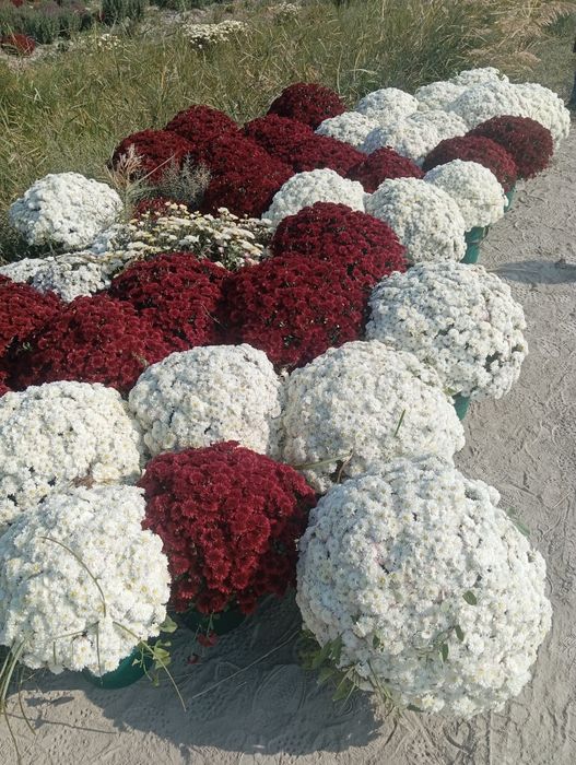 Yashil makon loyihasi uchun turli xil mevali manzarali daraxtlar bor