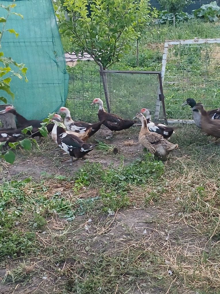 Vând rațe și rățoi.