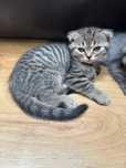 British & Scottish Fold