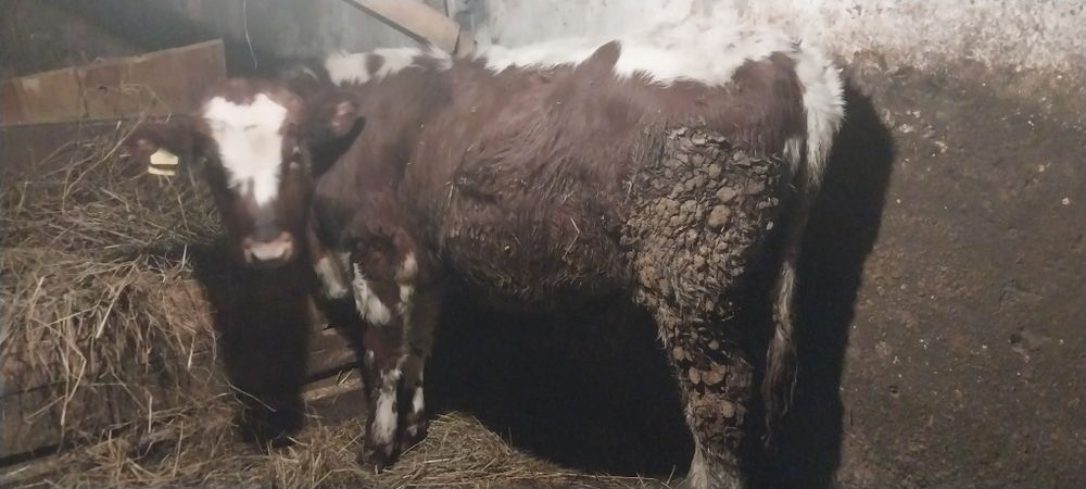 Продам молодых бычков