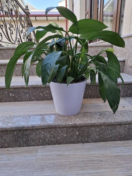 Цветок Спатифиллюм - Женское счастье