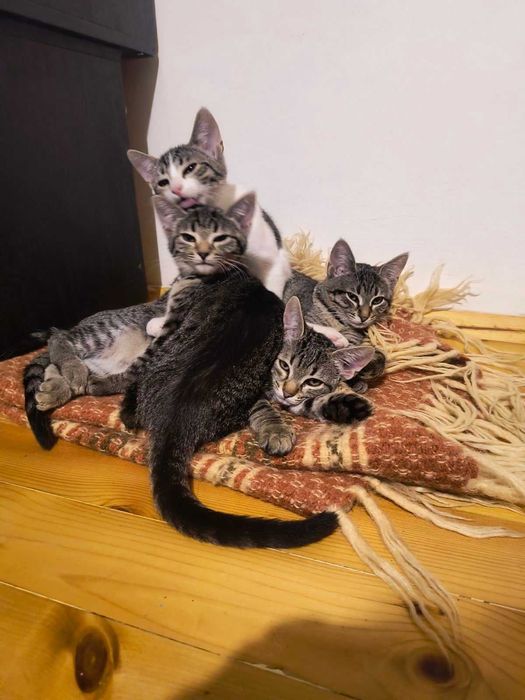 Подаряваме четири котета!