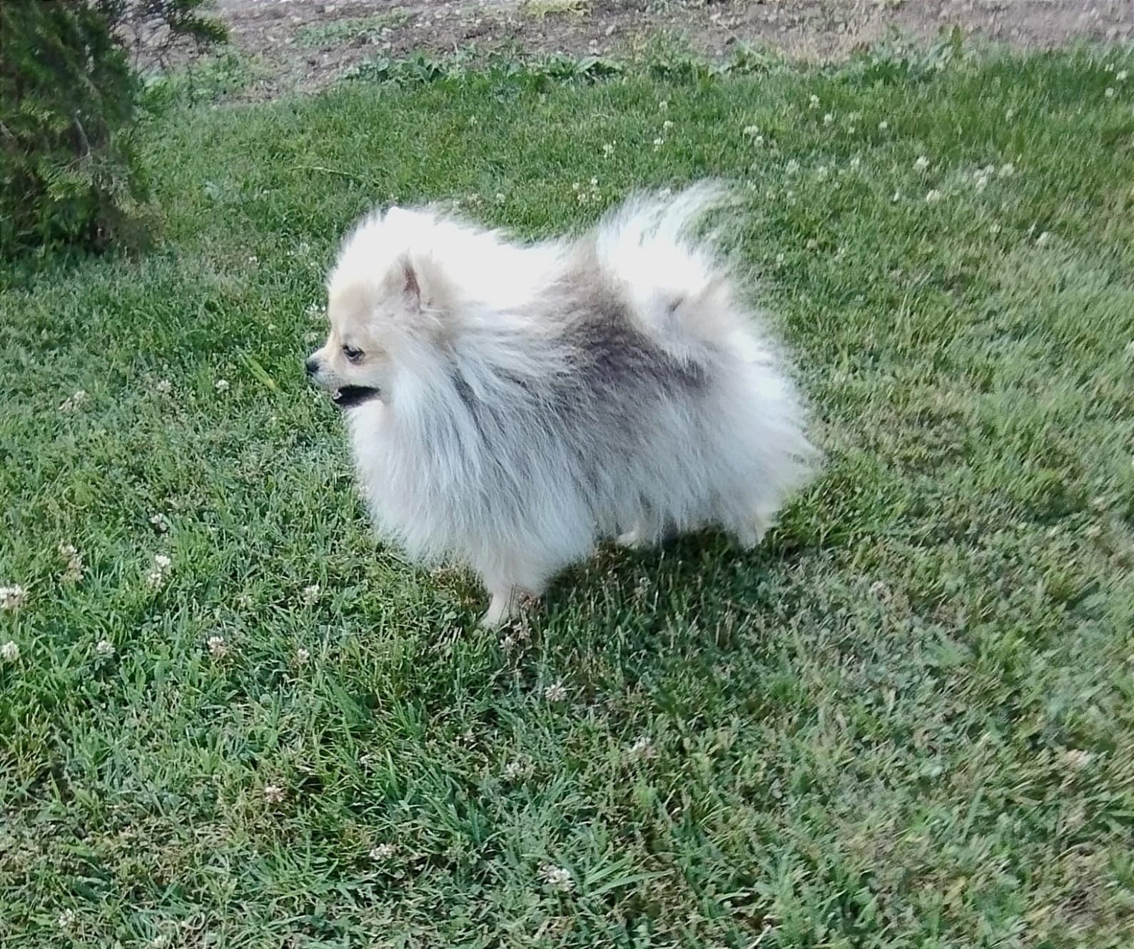Pomeranian ( Spitz pitic )