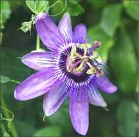 floarea pasiunii (passiflora) lavender lady- planta