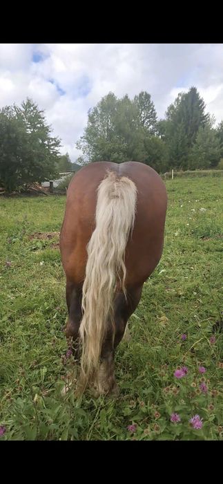 Vând cal castrat de 3 ani