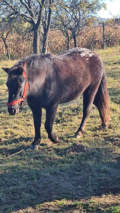 Pereche Ponei Femela