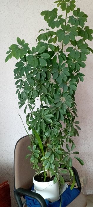 Шефлера - комнатное шикарное растение