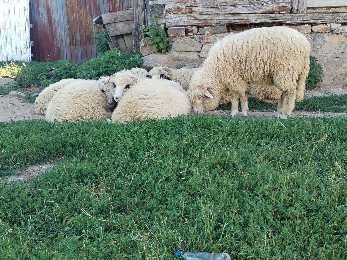 Vând 5 mielute și 2 berbecuți