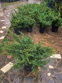 Ienupar tarator, juniperus