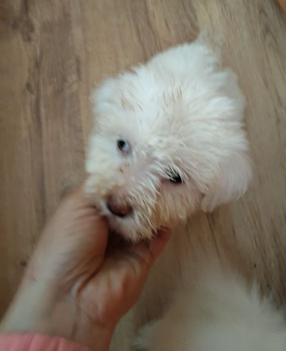 Bishon și bishonică