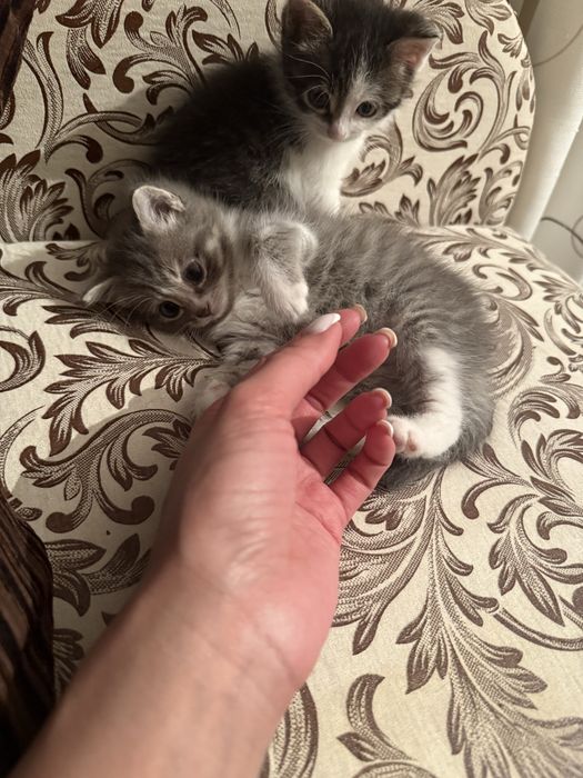Отдам котят в добрые ответственные руки