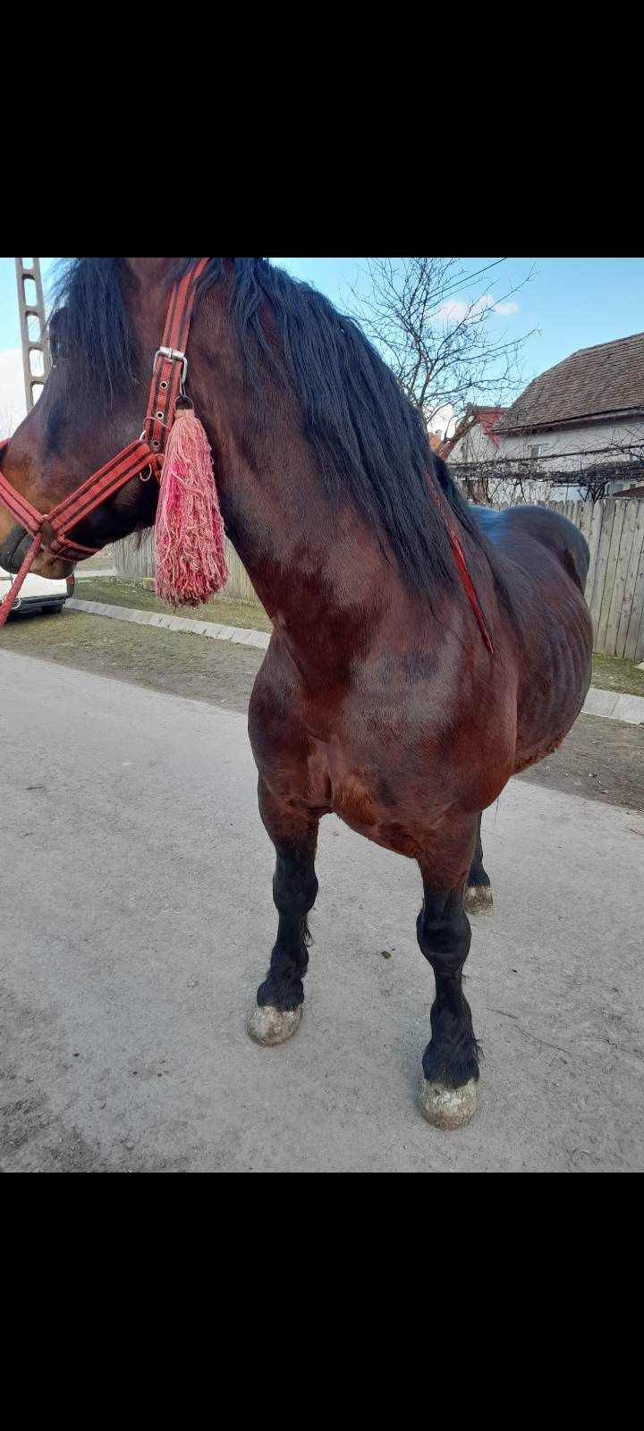 Armăsar greu de vânzare 6 ani 850 kg.