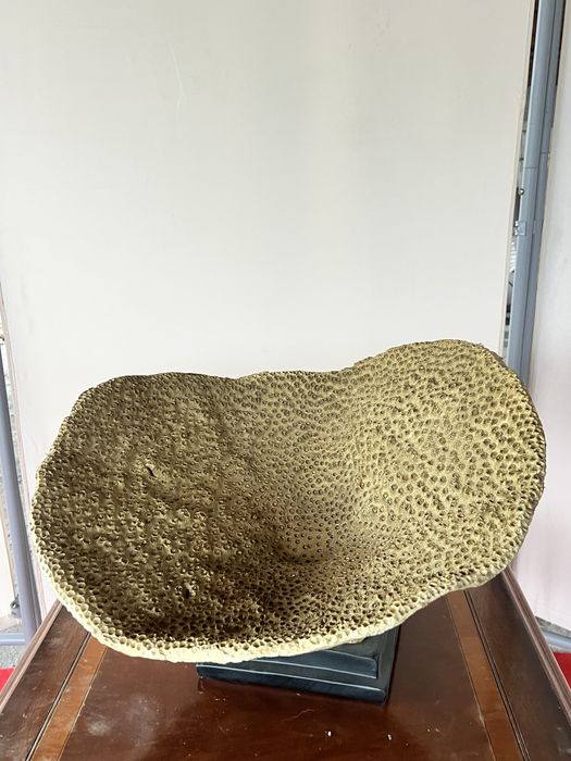 Fructiera superba tip coral