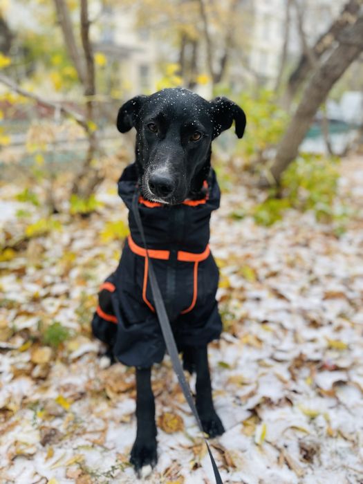 Ищем семью для Сириуса