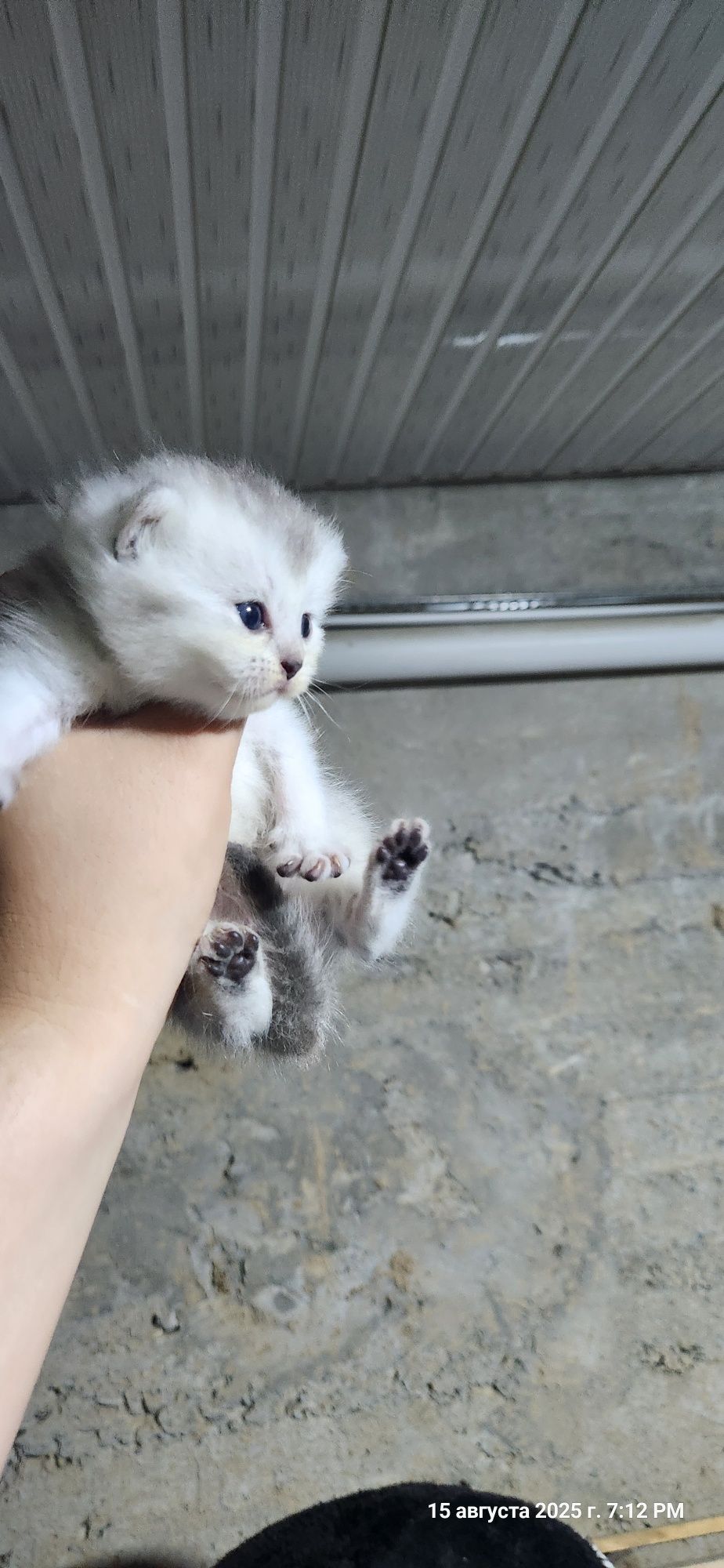 Продам котят фолд и котят страйт