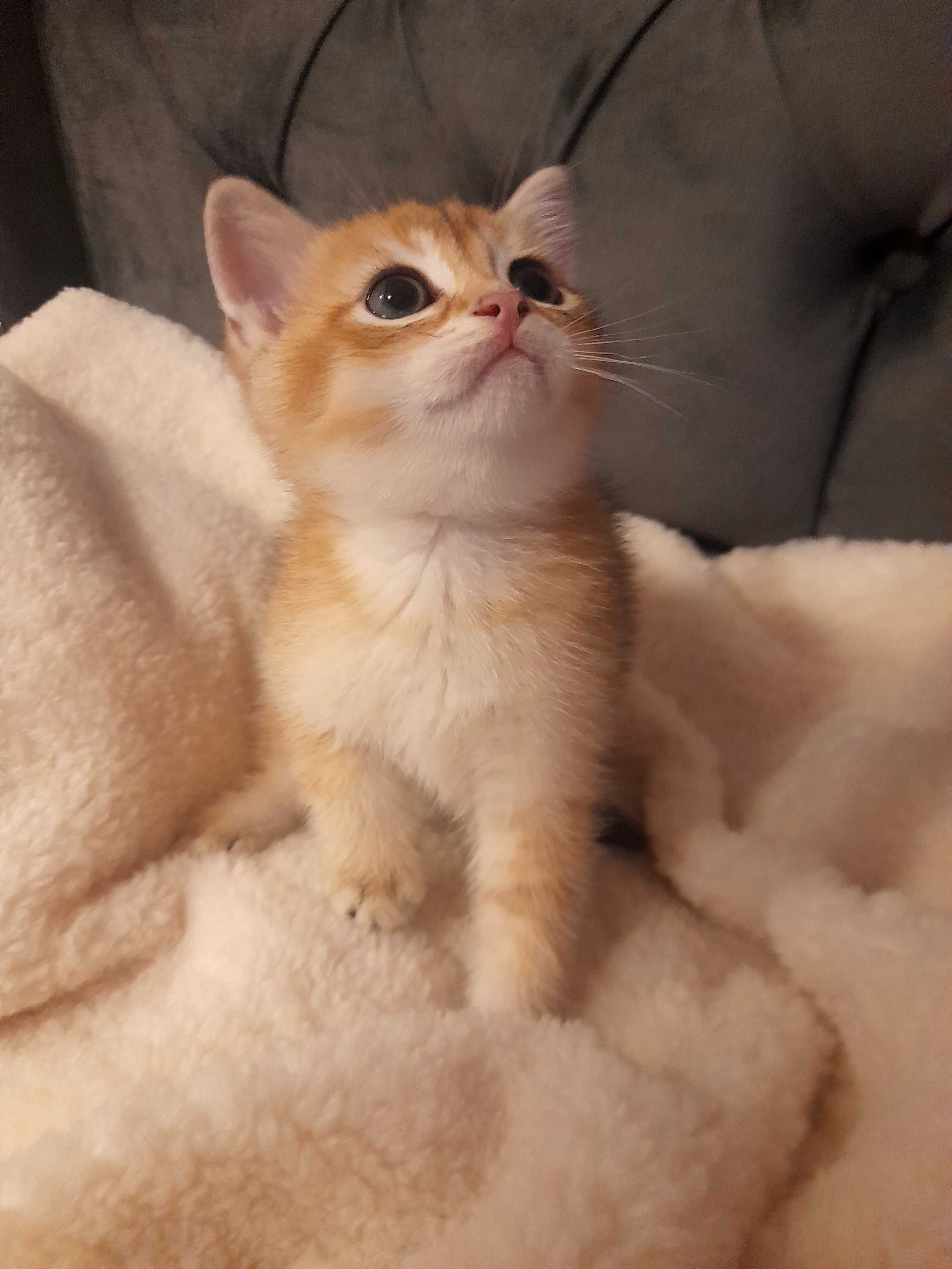 Шотландски котенца златна чинчила