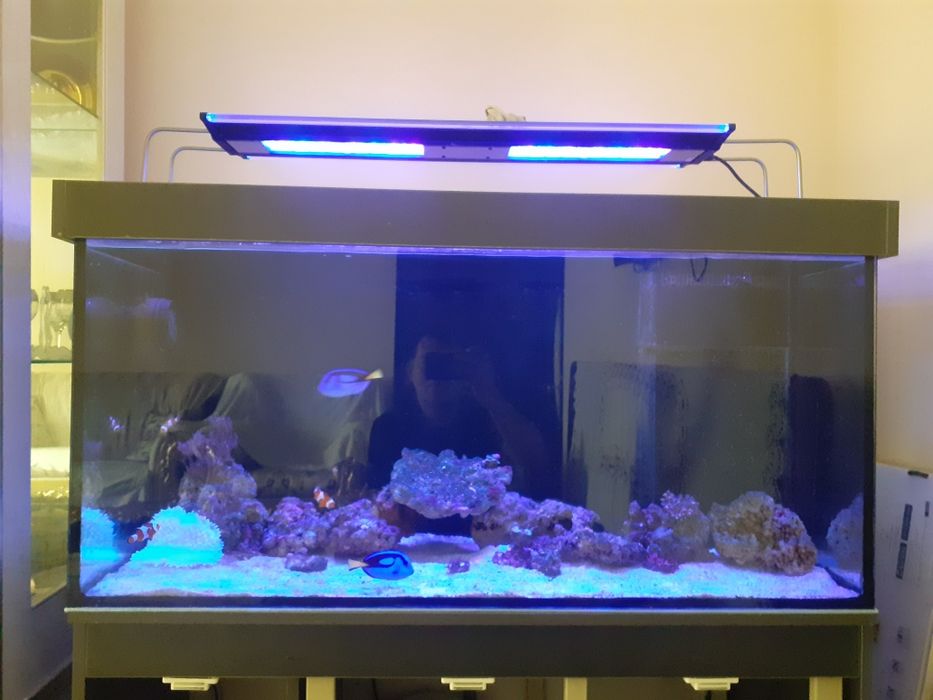 Продам морской аквариум 300л