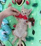 Пристраиваются котята в добрые и ответственные руки.