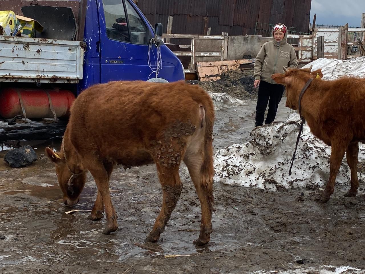 Тайынша 1.5 жасар